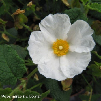 CISTUS CORBARIENSIS
