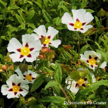 CISTUS X DANSEREAUI DECUMBENS