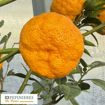 CITRUS YUZU