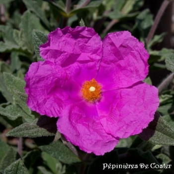 CISTUS X PULVERULENTUS SUNSET