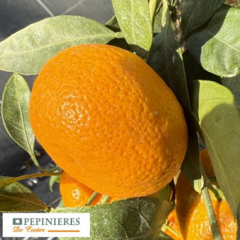 CITRUS SATSUMA HASHIMOTO