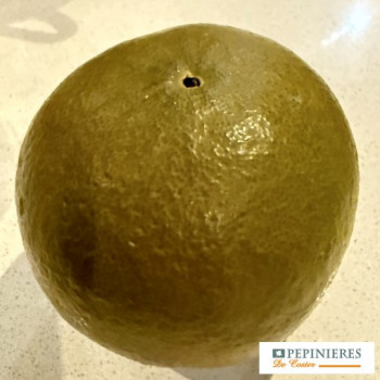 CITRUS SINENSIS CHOCOLAT