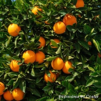 CITRUS SINENSIS CARA CARA