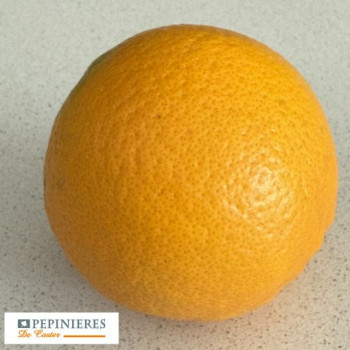 CITRUS SINENSIS WASHINGTON NAVEL