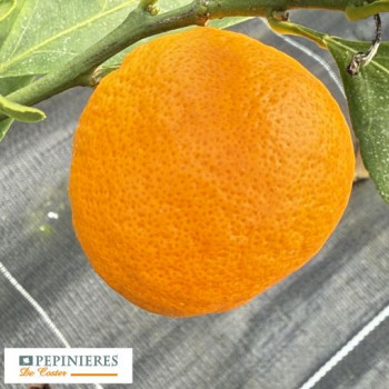 CITRUS UNSHIU SATSUMA
