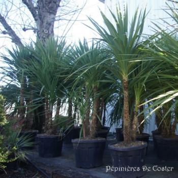 CORDYLINE AUSTRALIS