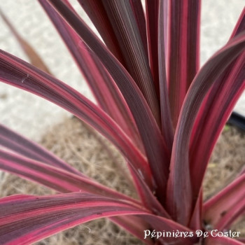 CORDYLINE X BANKSII ELECTRIC PINK