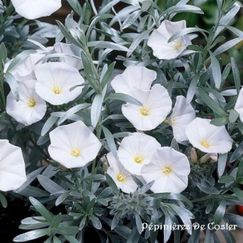 CONVOLVULUS CNEORUM