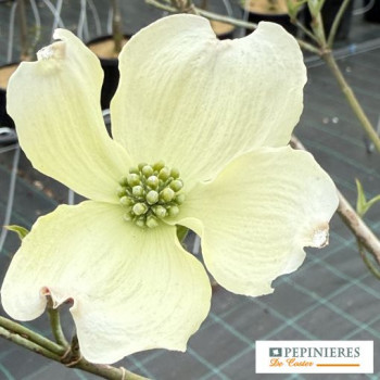 CORNUS FLORIDA