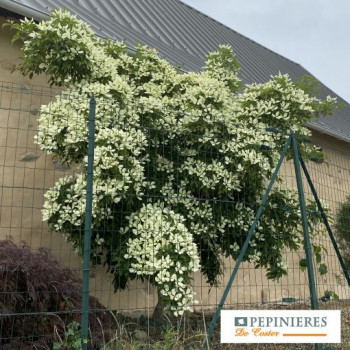 CORNUS HONGKONGENSIS