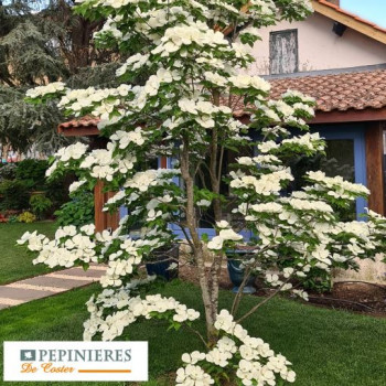 CORNUS KOUSA VENUS