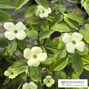 CORNUS RUTGERSENSIS AURORA