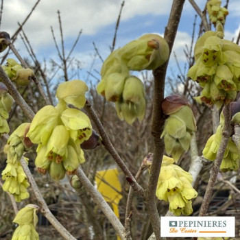 CORYLOPSIS SPICATA