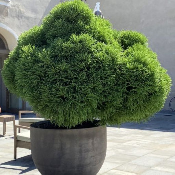 CRYPTOMERIA JAPONICA GLOBOSA NANA