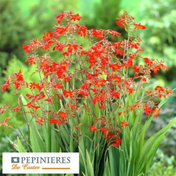CROCOSMIA SARACEN