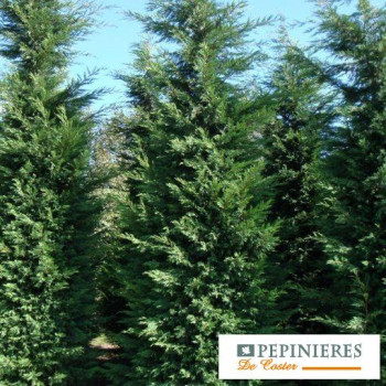 CUPRESSOCYPARIS LEYLANDII