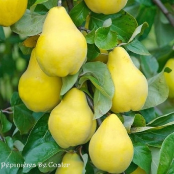 CYDONIA OBLONGA CHAMPION