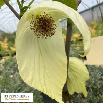 DAVIDIA INVOLUCRATA SONOMA