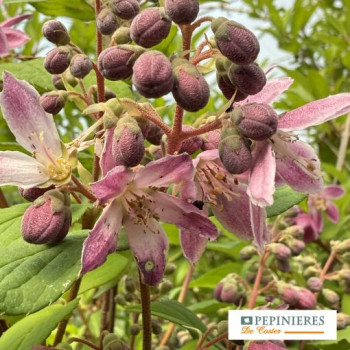 DEUTZIA HYBRIDA STRAWBERRY FIELDS