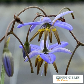 DIANELLA  CASSA BLUE