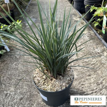 DIANELLA CAERULEA  COOLVISTA