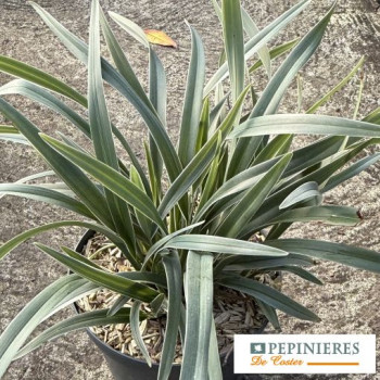 DIANELLA TASMANICA SILVER FOX ®