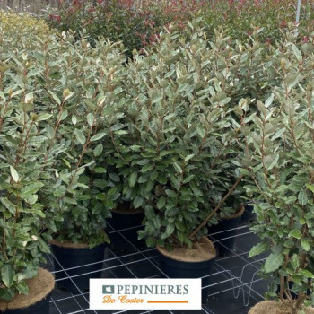 ELAEAGNUS X EBBENGEI COMPACTA