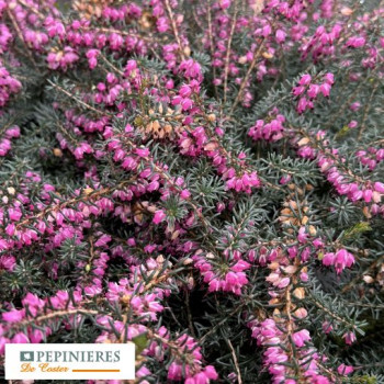 ERICA DARLEYENSIS KRAMER'S ROTE