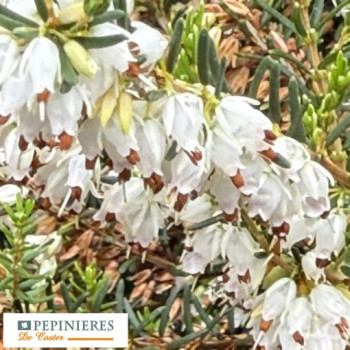 ERICA DARLEYENSIS WHITE PERFECTION