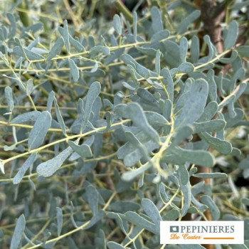 EUCALYPTUS GUNNII FRANCE BLEU ®