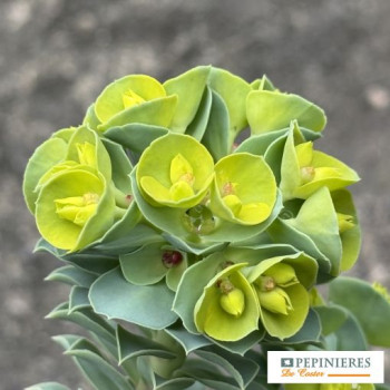EUPHORBIA MYRSINITES
