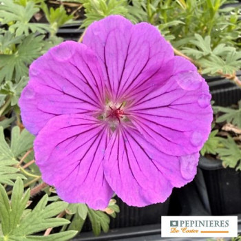 GERANIUM CINEREUM SPLENDENS