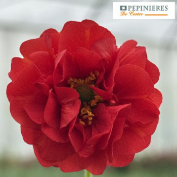 GEUM FIRESTARTER