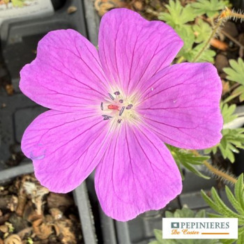 GERANIUM SANGUINEUM MAX FREI