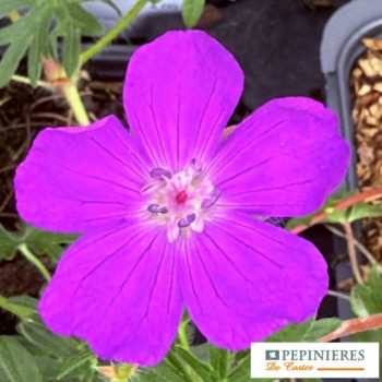 GERANIUM YANNIS