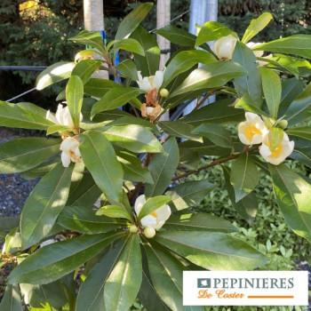 GORDLINIA GRANDIFLORA