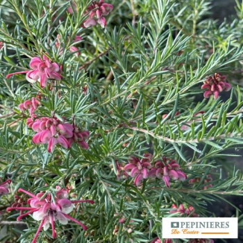 GREVILLEA ROSMANIFOLIA JENKENSII