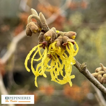 HAMAMELIS INTERMEDIA WESTERSTEDE
