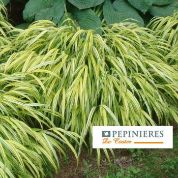 HAKONECHLOA MACRA AUREOLA