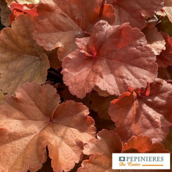 HEUCHERA TIMELESS ORANGE