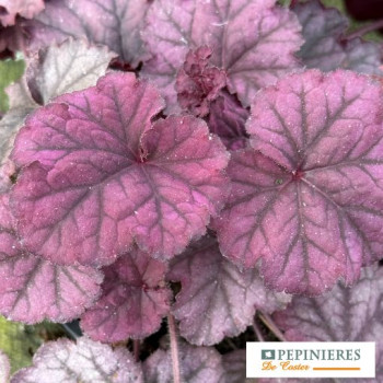 HEUCHERA VILLOSA BERRY SMOOTHIE