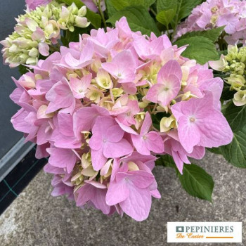 HYDRANGEA MACROPHYLLA ENDLESS SUMMER ®