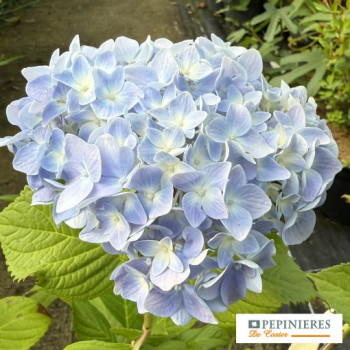 HYDRANGEA MACROPHYLLA NIKKO BLUE