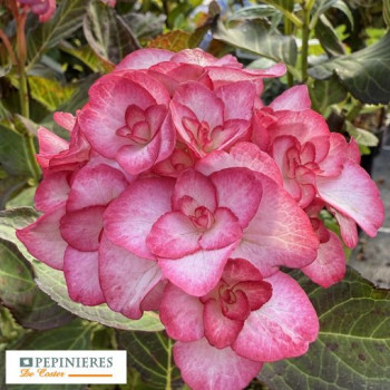 HYDRANGEA MACROPHYLLA YOU AND ME ® MISS SAORI