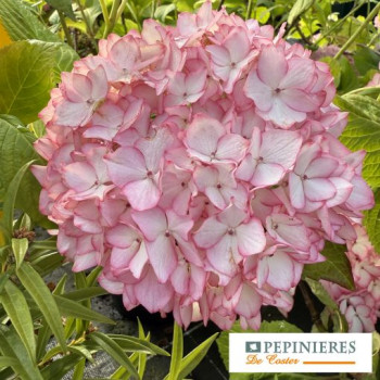 HYDRANGEA MACROPHYLLA MIRAI