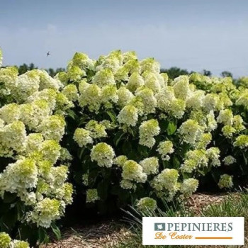 HYDRANGEA PANICULATA FE LITTLE HOTTIE ®