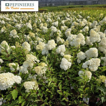 HYDRANGEA PANICULATA VANILLE FRAISE