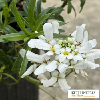IBERIS SEMPERVIRENS SNOWFLAKE