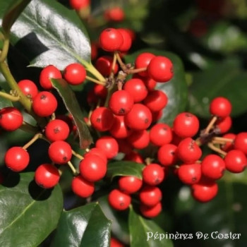 ILEX MUTCHAGARA NELLIE R STEVENS