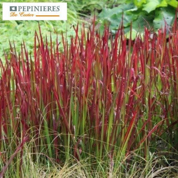 IMPERATA CYLINDRICA RED BARON